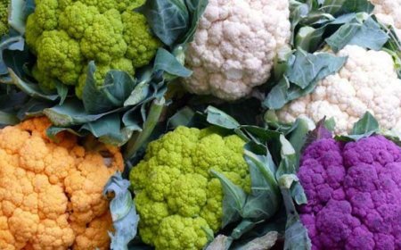 নানা রঙের ফুলকপি: চোখে আনন্দ, পাতে পুষ্টি