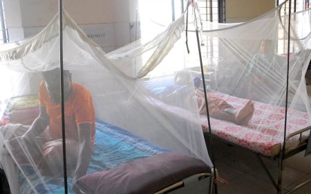 ডেঙ্গুতে একদিনে আক্রান্ত ৪১১, মৃত্যু ৩