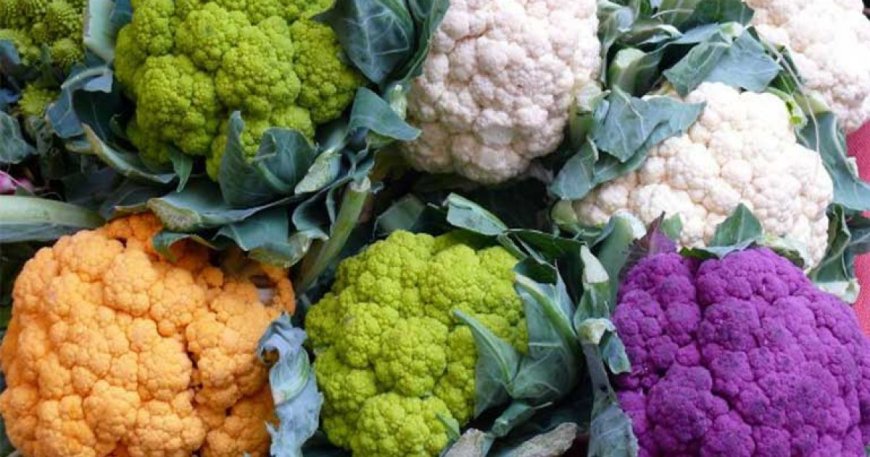 নানা রঙের ফুলকপি: চোখে আনন্দ, পাতে পুষ্টি