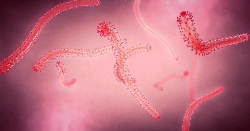 ইবোলা ভাইরাসের গুরুত্বপূর্ণ জিনগত পরিবর্তন