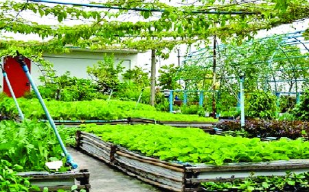 ছাদ বাগান, স্বাস্থ্য ও পরিবেশের এক নতুন জীবনধারা