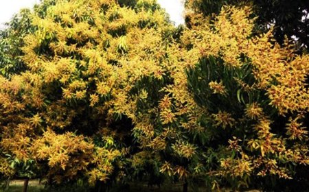 দিনাজপুরের বাগানে আগাম মুকুল, বাম্পার ফলনের আশায় চাষিরা