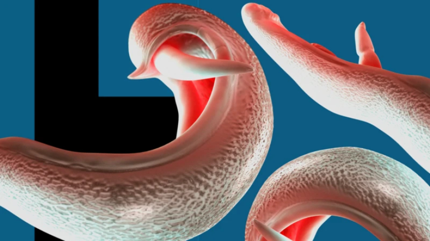 আফ্রিকার বাইরে ছড়িয়ে পড়ছে স্নেইল ফিভার, এশিয়ায় বাড়ছে সতর্কতা