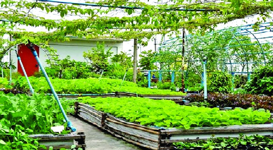 ছাদ বাগান, স্বাস্থ্য ও পরিবেশের এক নতুন জীবনধারা