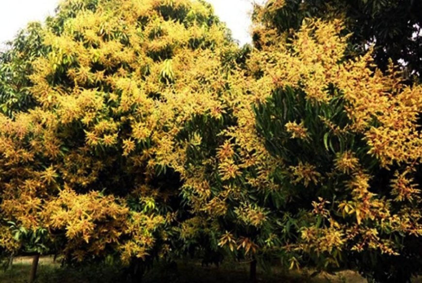 দিনাজপুরের বাগানে আগাম মুকুল, বাম্পার ফলনের আশায় চাষিরা