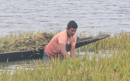 টানা বৃষ্টি ও আগাম বন্যায় বোরো ধান বিপর্যয়, দিশেহারা কৃষক