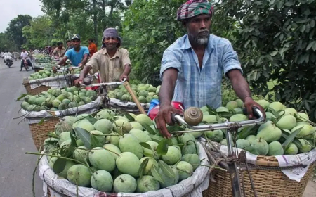 মৌসুমের শুরুতেই বাজারে সাতক্ষীরার আম