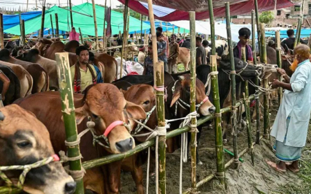 কোরবানির পশু নির্বাচন: ইসলামের বিধান, শর্ত ও সতর্কতা