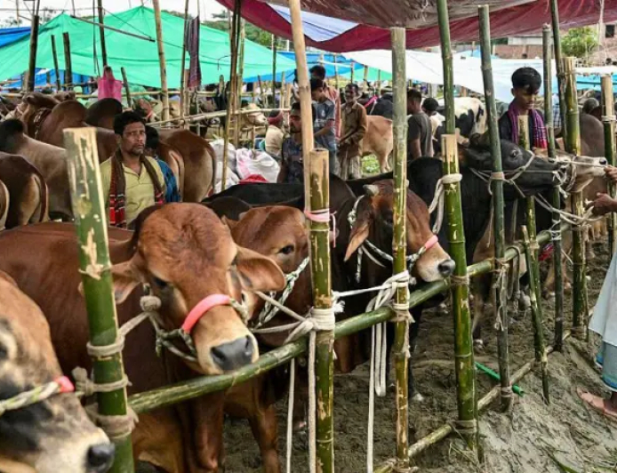 কোরবানির পশু নির্বাচন: ইসলামের বিধান, শর্ত ও সতর্কতা
