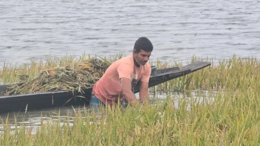 টানা বৃষ্টি ও আগাম বন্যায় বোরো ধান বিপর্যয়, দিশেহারা কৃষক