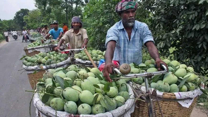 মৌসুমের শুরুতেই বাজারে সাতক্ষীরার আম
