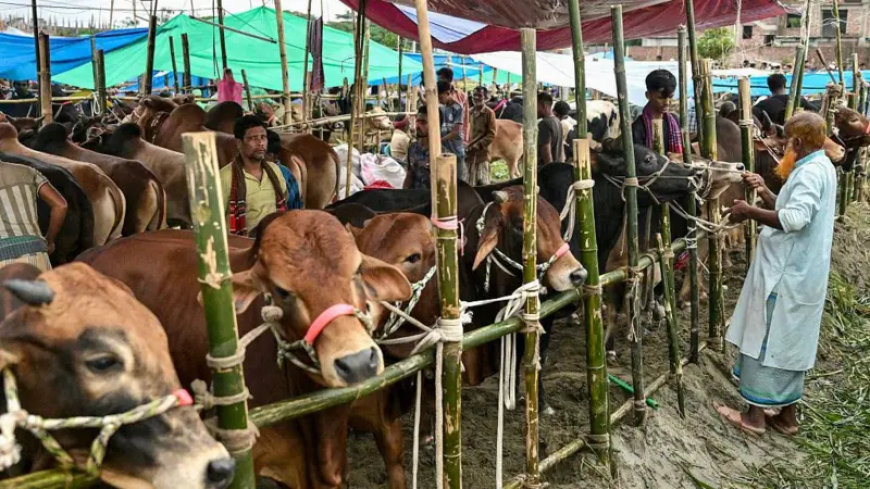 কোরবানির পশু নির্বাচন: ইসলামের বিধান, শর্ত ও সতর্কতা